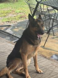 Reunited Male Dog last seen near adventist church, Durham, NC 27703