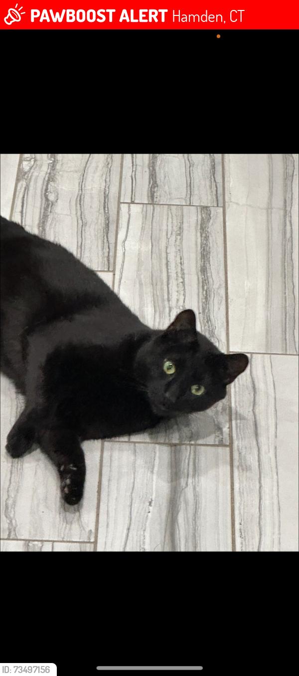 Lost Male Cat last seen Perry and StanleyRd, Hamden, CT 06514