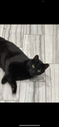 Lost Male Cat last seen Perry and StanleyRd, Hamden, CT 06514