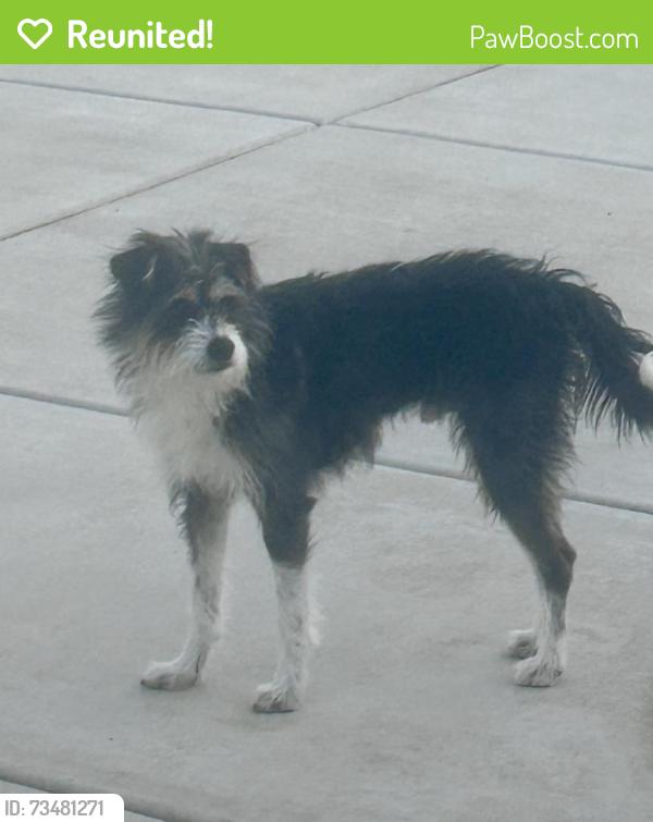 Reunited Male Dog last seen Fields across from 395 and Ames Lane, Washoe County, NV 89521