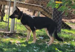 Found/Stray Female Dog last seen Joeger, Auburn, CA 95602