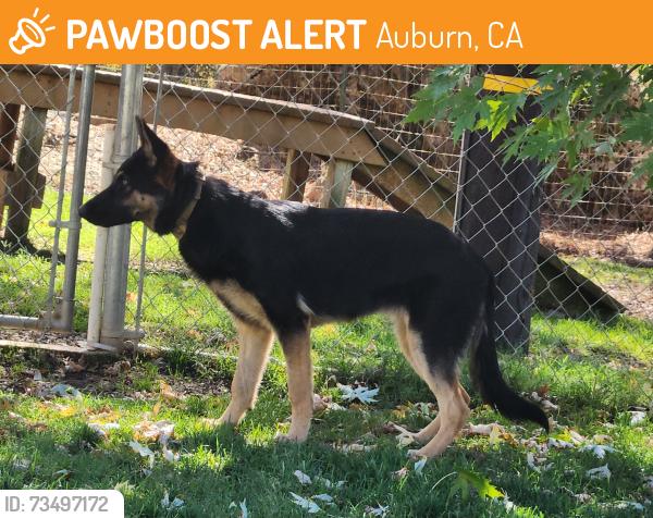 Found/Stray Female Dog last seen Joeger, Auburn, CA 95602