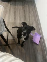 Lost Female Dog last seen Dallas, TX, Dallas, TX 75201