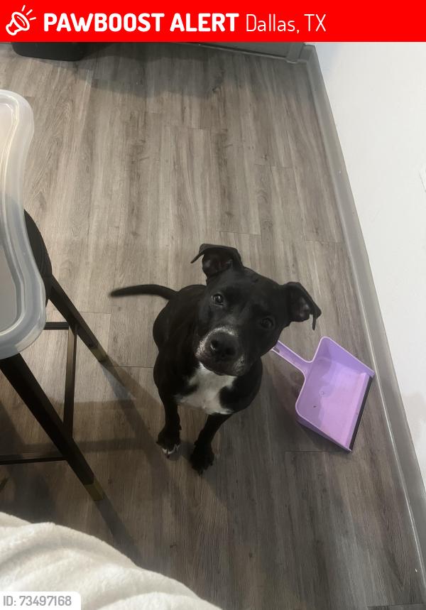 Lost Female Dog last seen Dallas, TX, Dallas, TX 75201