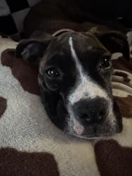 Reunited Female Dog last seen dorr and centennial, Toledo, OH 43617