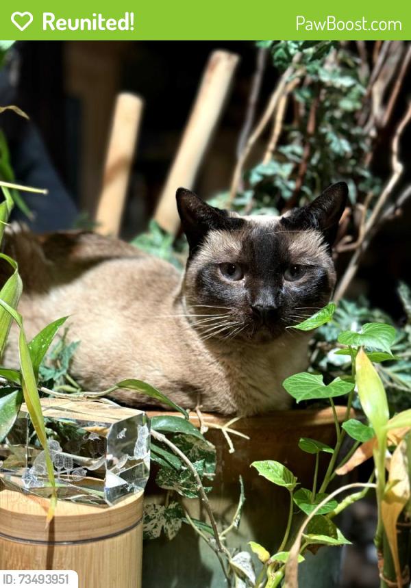 Reunited Female Cat last seen S Swadley Ct & S Swadley Street, Dakota Ridge, CO 80465
