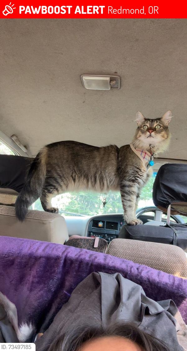Lost Male Cat last seen Ridgeview apmts, Redmond, OR 97756