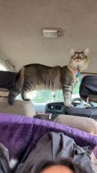 Lost Male Cat last seen Ridgeview apmts, Redmond, OR 97756