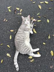 Reunited Male Cat last seen Rocky Br Trail, Raleigh, NC 27601