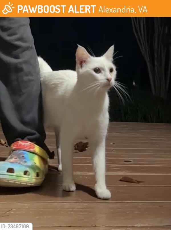 Found/Stray Female Cat last seen Braddock rd & Backlick rd, Alexandria, VA 22305