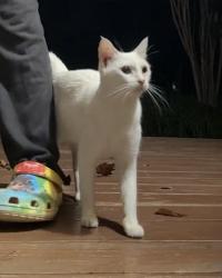 Found/Stray Female Cat last seen Braddock rd & Backlick rd, Alexandria, VA 22305