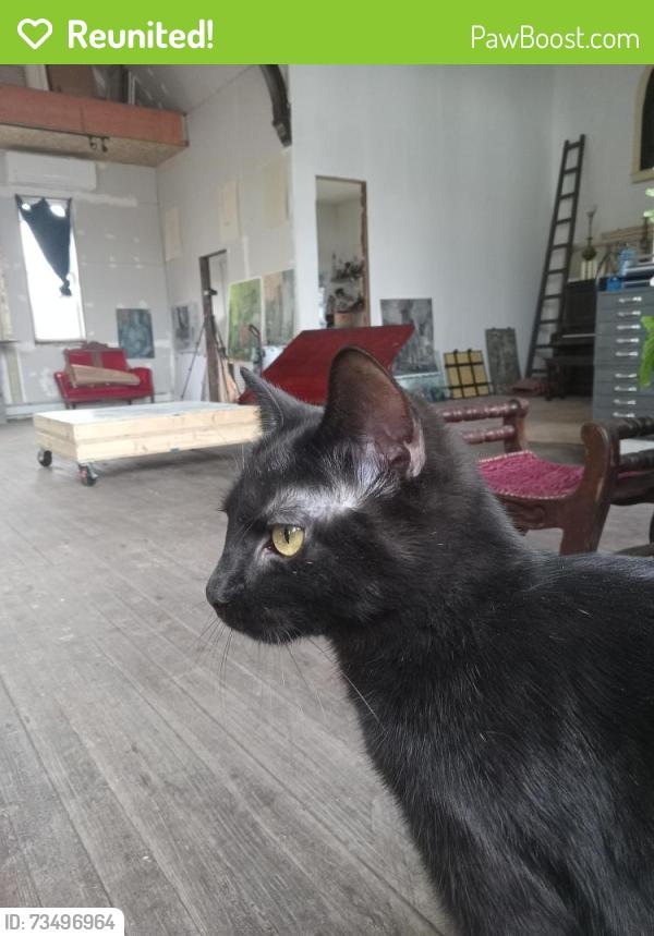 Reunited Female Cat last seen Case and Edgerton, Saint Paul, MN 55130