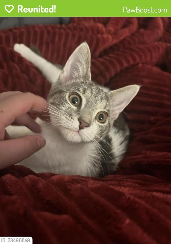 Reunited Unknown Cat last seen Near corners intersection, Falls Church, VA 22046
