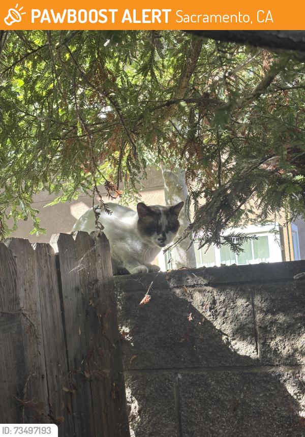 Found/Stray Male Cat last seen In my backyard that faces an apmt parking lot, off duckhorn, Sacramento, CA 95834