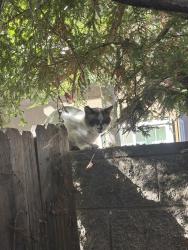 Found/Stray Male Cat last seen In my backyard that faces an apmt parking lot, off duckhorn, Sacramento, CA 95834