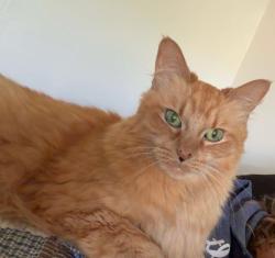 Lost Male Cat last seen N Raceway Rd, w 56th st & E County rd 600 N, Lincoln Township, IN 46234