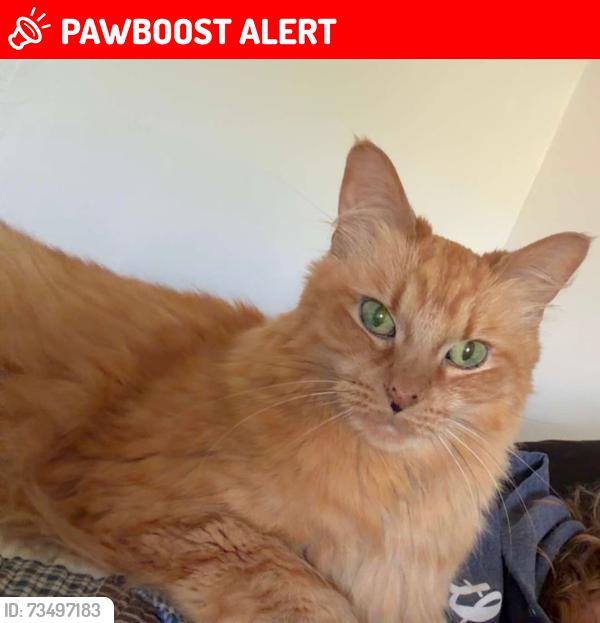 Lost Male Cat last seen N Raceway Rd, w 56th st & E County rd 600 N, Lincoln Township, IN 46234