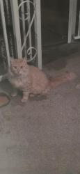Found/Stray Unknown Cat last seen Ecorse and Pelham, Taylor, Taylor, MI 48180
