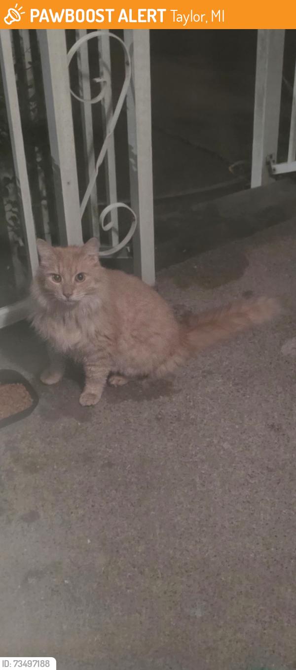Found/Stray Unknown Cat last seen Ecorse and Pelham, Taylor, Taylor, MI 48180