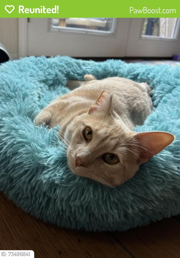 Reunited Female Cat last seen Reinhardt Rd and Gregory St, Oakland, CA 94619
