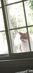 Reunited Female Cat last seen Oak summit, motor rd. Patterson, Winston-Salem, NC 27105