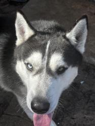 Reunited Male Dog last seen Near Newsom Rd and Las Brisas De, Mesquite, TX 75149
