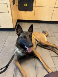 Reunited Male Dog last seen Near Link Dr, Duncanville, TX 75116, USA, Duncanville, TX 75116