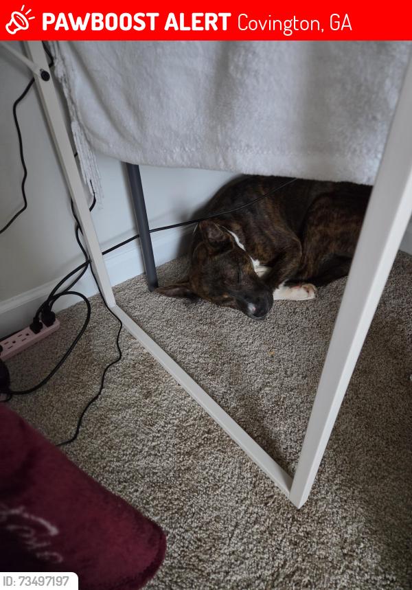 Lost Male Dog last seen River walk farm, Covington, GA 30014