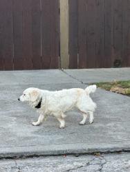 Found/Stray Unknown Dog last seen Andrade Ave and 28th street, Richmond, CA 94804
