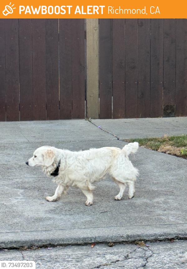 Found/Stray Unknown Dog last seen Andrade Ave and 28th street, Richmond, CA 94804