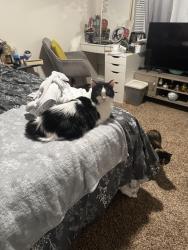 Lost Male Cat last seen Old Haywood Road, Asheville, NC 28806
