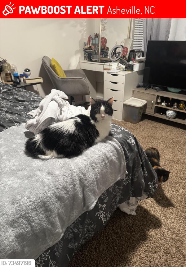 Lost Male Cat last seen Old Haywood Road, Asheville, NC 28806