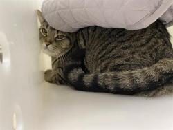 Shelter Stray Male Cat last seen Near BLOCK N 46TH ST, 3839 W Burnham St, West Milwaukee, WI 53215, USA