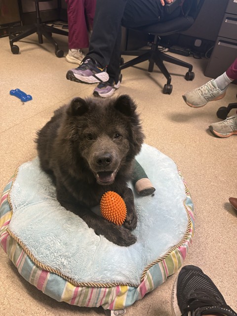 Shelter Stray Male Dog last seen TESORO LN & ROCK HOUSE CIR, 2127 Front St, Sacramento, CA 95818, USA