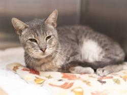 Shelter Stray Male Cat last seen Near BLOCK W POINSETTA DR, 5501 E Van Buren St, Phoenix, AZ 85008, USA