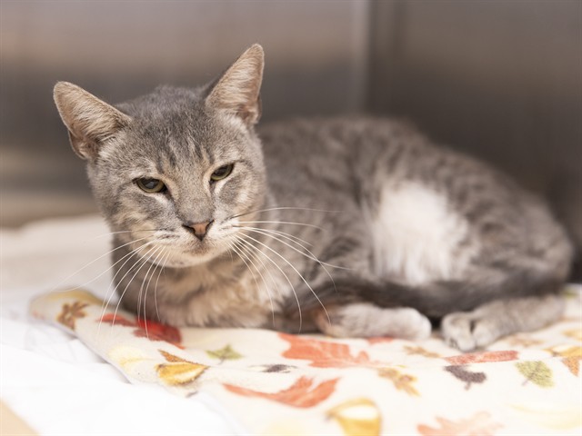 Shelter Stray Male Cat last seen Near BLOCK W POINSETTA DR, 5501 E Van Buren St, Phoenix, AZ 85008, USA