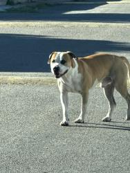 Found/Stray Male Dog last seen Rio Bravo Mobile Home Park, Albuquerque, NM 87105