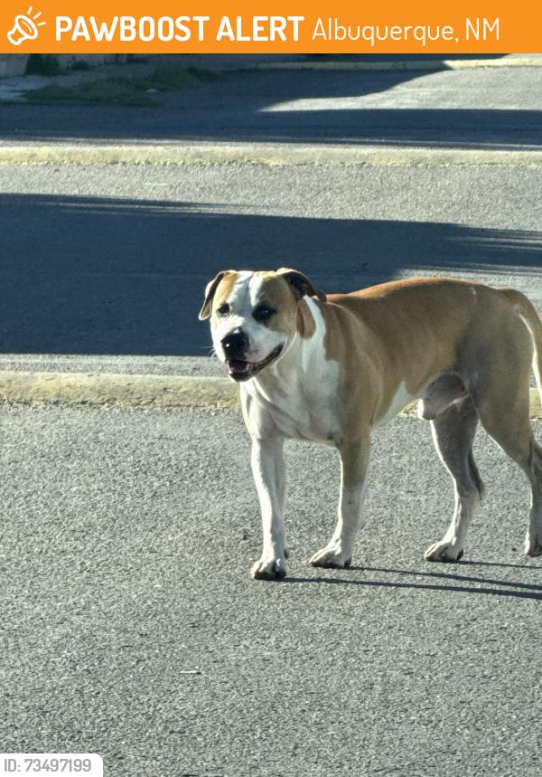 Found/Stray Male Dog last seen Rio Bravo Mobile Home Park, Albuquerque, NM 87105