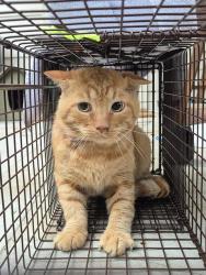 Shelter Stray Male Cat last seen Near BLOCK TIOGA COVE, 4710 TX-151, San Antonio, TX 78227, USA