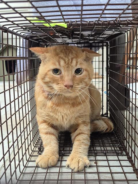 Shelter Stray Male Cat last seen Near BLOCK TIOGA COVE, 4710 TX-151, San Antonio, TX 78227, USA