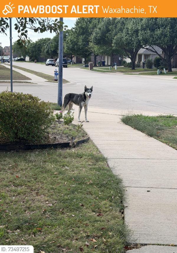 Found/Stray Male Dog last seen By the movies in Waxahachie, Waxahachie, TX 75165