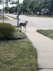 Found/Stray Male Dog last seen By the movies in Waxahachie, Waxahachie, TX 75165