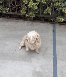 Found/Stray Unknown Dog last seen Victoria Arbors Park, Rancho Cucamonga, CA 91739
