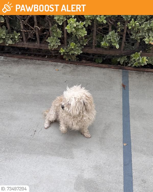 Found/Stray Unknown Dog last seen Victoria Arbors Park, Rancho Cucamonga, CA 91739