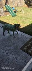 Reunited Female Dog last seen Near Ashland Ave, Statesville, NC 28677, USA, Statesville, NC 28677