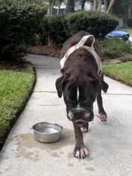 Found/Stray Female Dog last seen Pine Manor and Laura Ct, Conroe, TX 77385