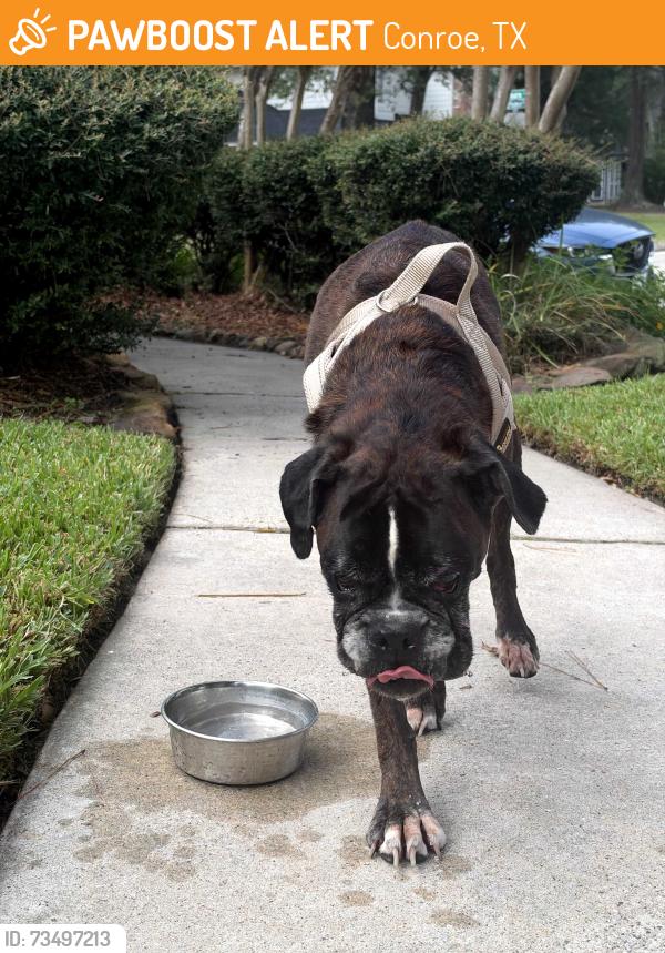 Found/Stray Female Dog last seen Pine Manor and Laura Ct, Conroe, TX 77385