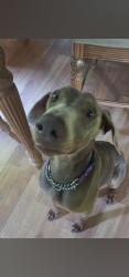 Reunited Female Dog last seen Near old freewill rd, Cleveland, Cleveland, TN 37312