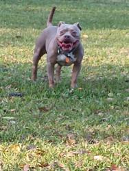 Lost Male Dog last seen Westmoreland, Orlando, FL 32805