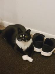 Reunited Male Cat last seen Kendal Terrace & Park Street across from Bigelow Middle School, Newton, MA 02458